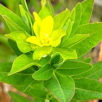 Euphorbia palustris